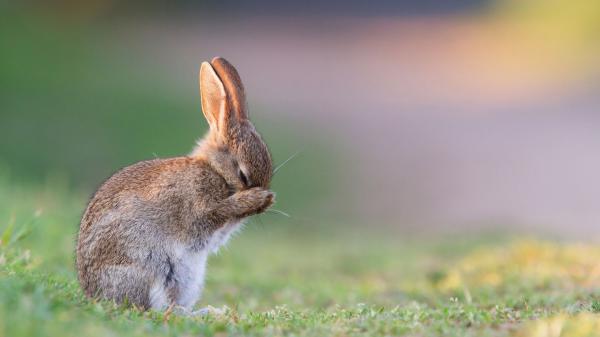 Free cute brown rabbit is standing on green grass and having hands on face hd animals wallpaper download