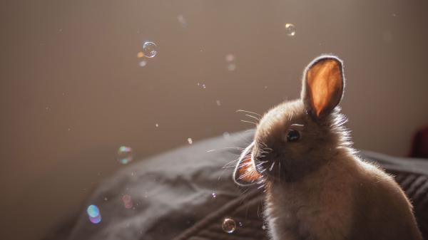 Free cute brown rabbit is watching bubbles in a brown background hd animals wallpaper download