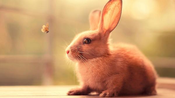 Free cute brown rabbit is watching butterfly flying hd animals wallpaper download