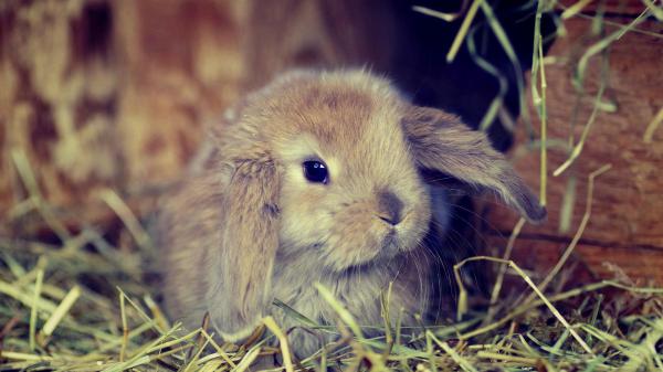 Free cute brown rabbit on dry green grass in a blur brown background hd animals wallpaper download