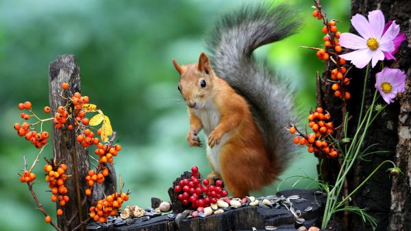 Free cute brown squirrel is standing on tree trunk eating nuts in a green background hd animals wallpaper download