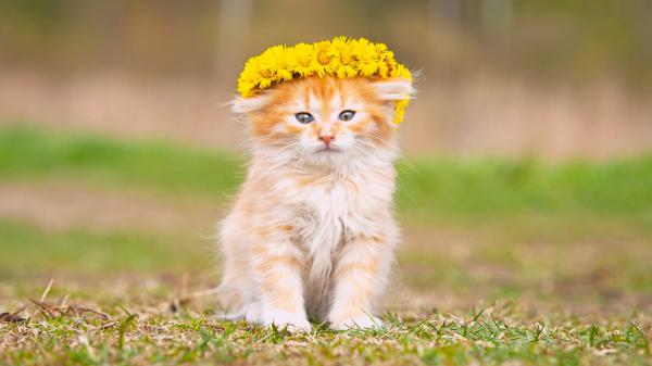 Free cute brown white cat with flower wreath is sitting on green grass 4k hd kitten wallpaper download