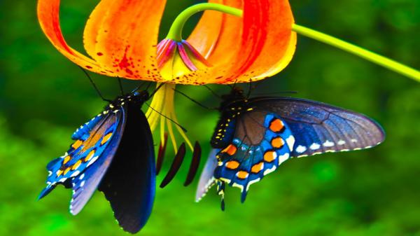 Free cute butterflies are hanging on flowers 4k hd butterfly wallpaper download