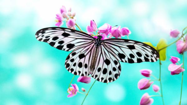 Free cute butterfly is standing on pink flowers with blur background 4k hd butterfly wallpaper download