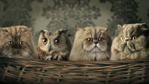 Free cute cats and owl hd cat wallpaper download