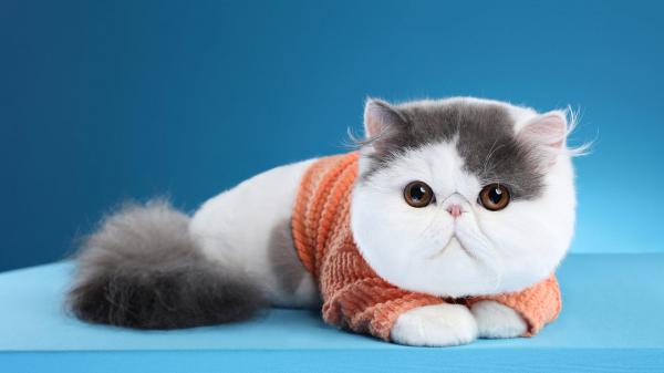 Free cute chubby white cat is lying down on blue table in blue background hd animals wallpaper download