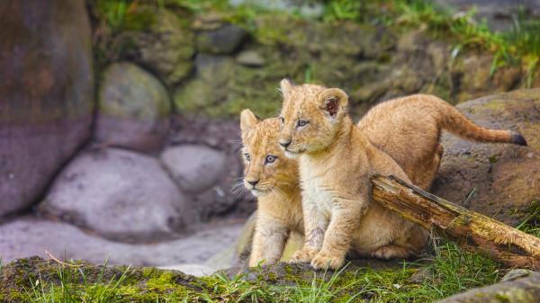 Free cute cub lions are sitting on grass with blur background hd lion wallpaper download