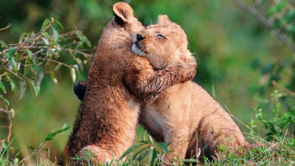 Free cute cubs hugging in forest between green field with blur background hd lion wallpaper download