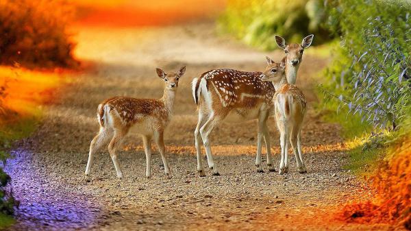 Free cute deers with dots hd deer wallpaper download