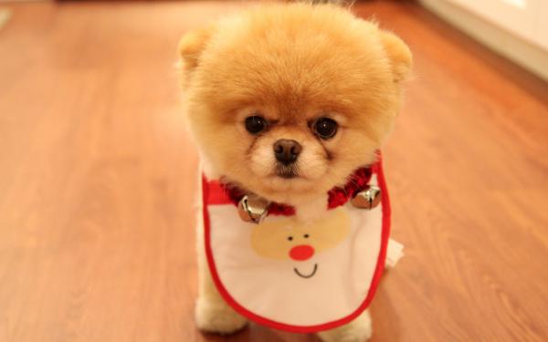 Free cute dog christmas wallpaper download