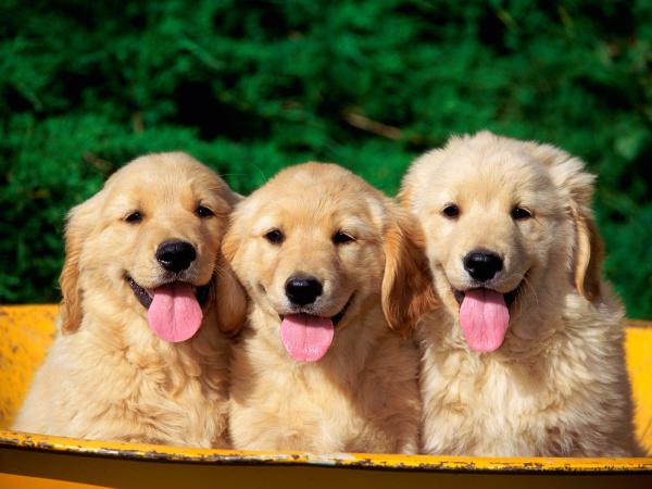 Free cute dogs wallpaper download