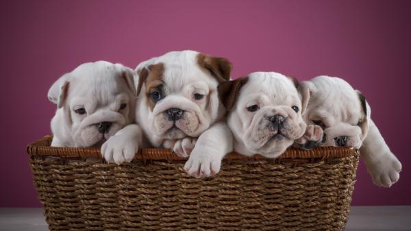 Free cute four english bulldog puppy inside bamboo basket in onion purple background hd animals wallpaper download