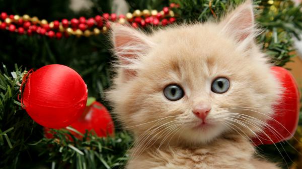 Free cute kitten and christmas ornaments hd kitten wallpaper download