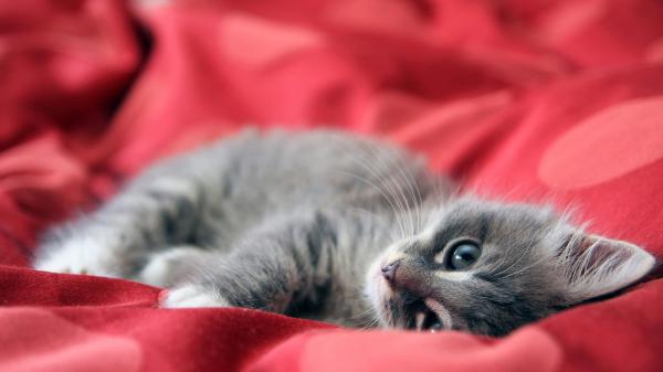 Free cute kitten is lying on red cloth hd kitten wallpaper download