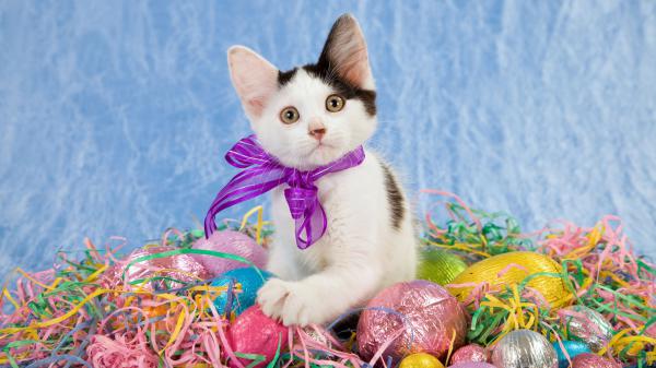 Free cute kitten is sitting near easter egg with blue background hd kitten wallpaper download