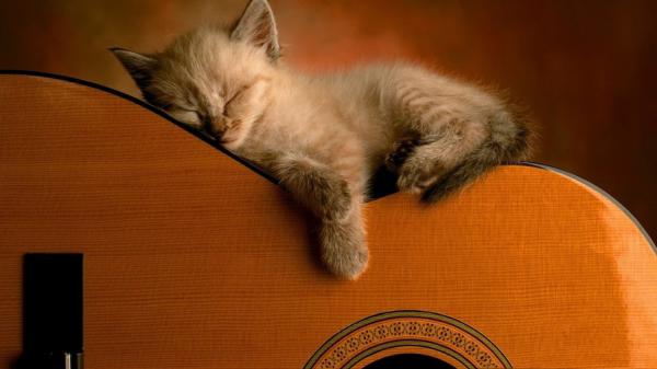 Free cute kitten is sleeping on guitar hd kitten wallpaper download