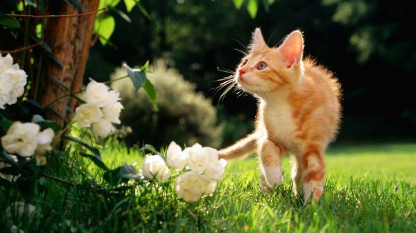 Free cute kitten is walking on grass field hd kitten wallpaper download