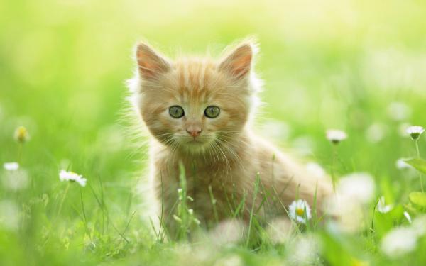 Free cute kitten wallpaper download