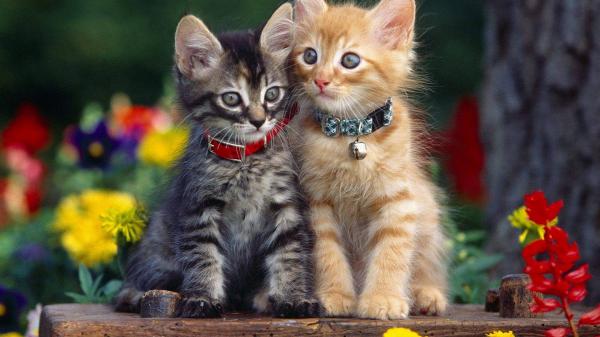 Free cute kittens sitting on wood hd kitten wallpaper download