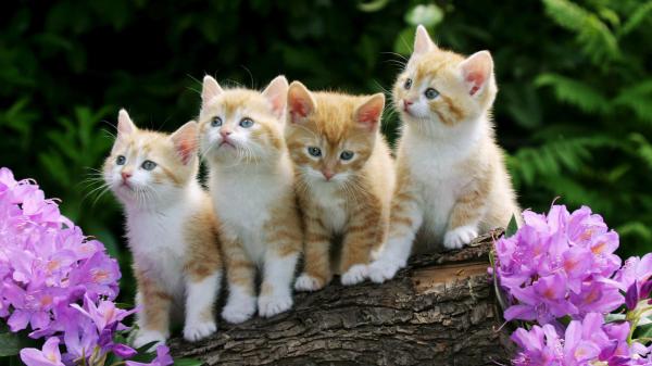 Free cute kittens standing on wood near flowers hd kitten wallpaper download