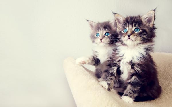 Free cute kittens wallpaper download