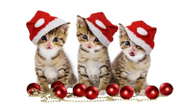 Free cute kittens with santa hat in white background hd kitten wallpaper download