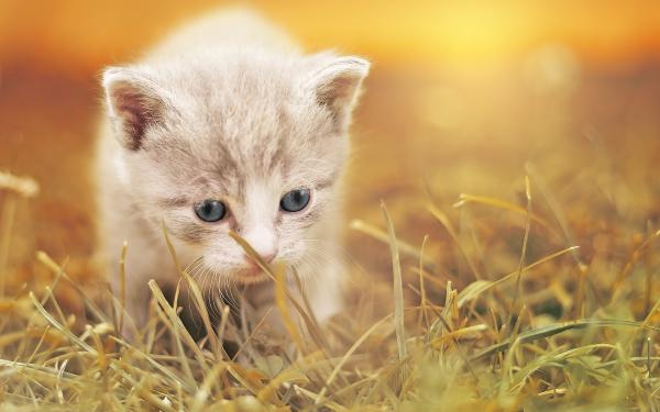 Free cute kitty hd wallpaper download