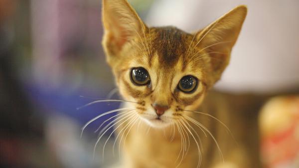 Free cute light yellow cat closeup photo with staring eyes in blur background hd animals wallpaper download