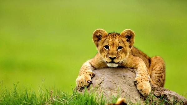 Free cute little cub holding hands in rock between green grass with shallow background hd lion wallpaper download