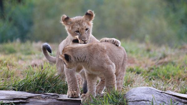 Free cute little cub standing in rocks between green field with blur background lions hd lion wallpaper download