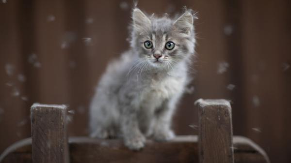 Free cute little kitten is sitting on top of chair looking thistle hd animals wallpaper download