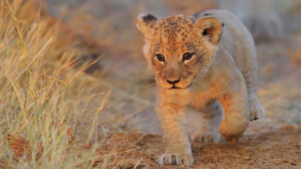 Free cute little lion walking in forest between grasses hd lion wallpaper download