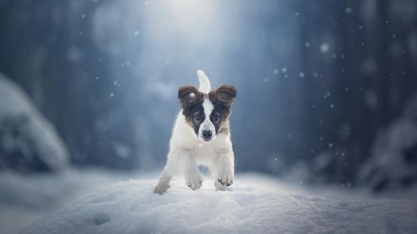 Free cute northern breed group puppy is running on snow hd animals wallpaper download