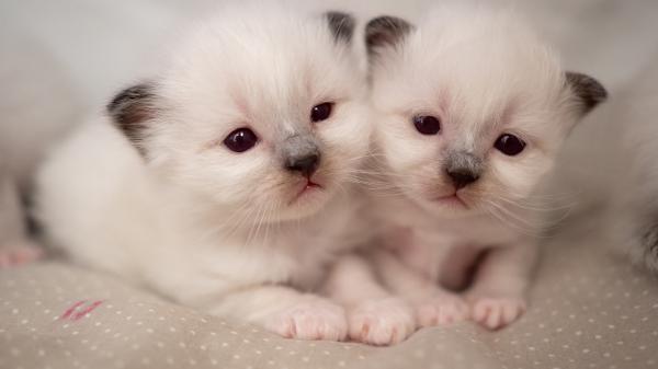 Free cute pet kittens hd animals wallpaper download