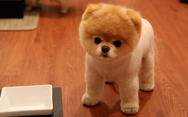 Free cute pomeranian dog wallpaper download