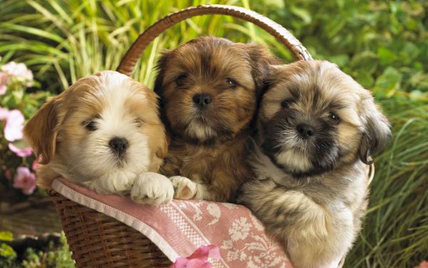 Free cute puppies 2 wallpaper download