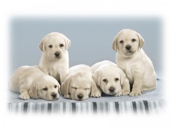 Free cute puppies wallpaper download