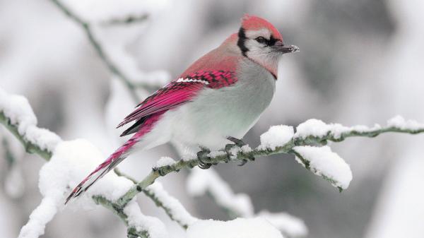 Free cute red pink and white bird is perching on snow covered tree branch in white background hd animals wallpaper download