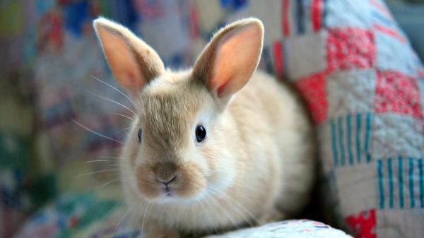 Free cute sandal rabbit closeup photo in a curtain background hd animals wallpaper download