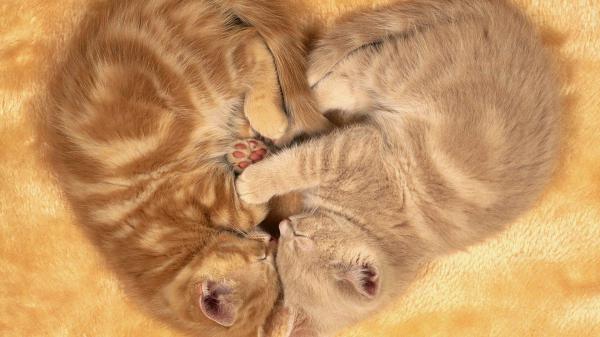 Free cute sleeping kittens hd kitten wallpaper download