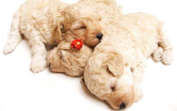 Free cute sleeping puppies wallpaper download