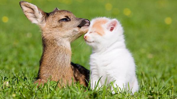 Free cute small deer and kitten on grass field hd deer wallpaper download