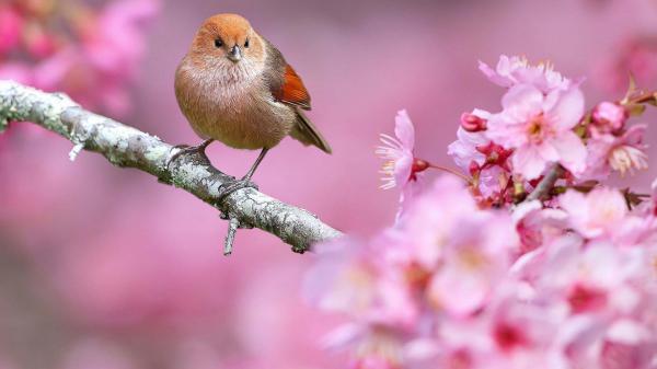 Free cute small orange and brown bird is perching on tree branch in blur pink background hd animals wallpaper download