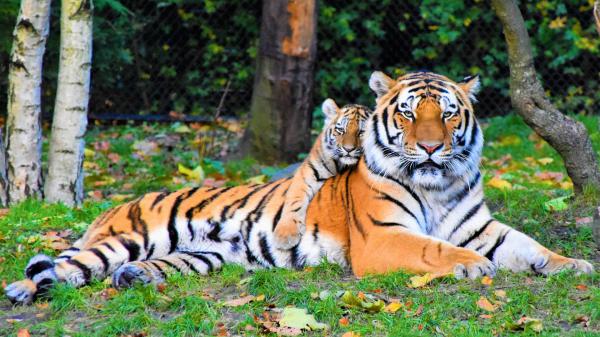 Free cute small tiger is lying up on big tiger during daytime hd animals wallpaper download