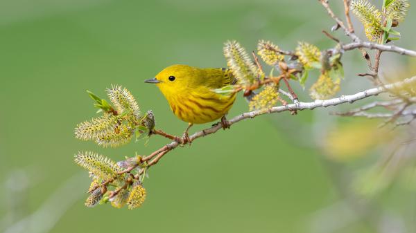 Free cute small yellow bird is sitting on edge of tree branch in blur green background hd animals wallpaper download