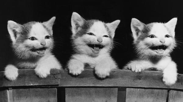 Free cute smiling kittens hd kitten wallpaper download