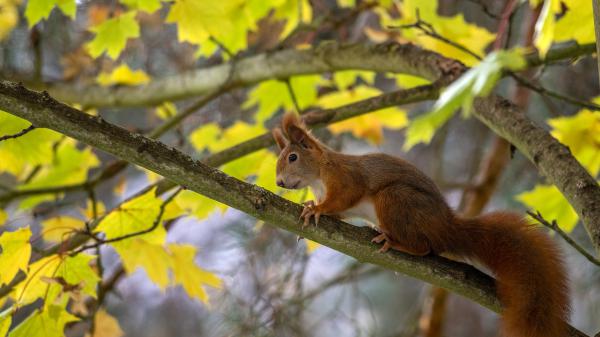 Free cute squirrel is on branch of tree hd animals wallpaper download