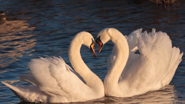 Free cute swans hd birds wallpaper download