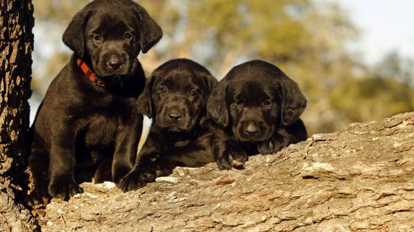 Free cute three black puppies are on treen trunk in a blur background hd animals wallpaper download