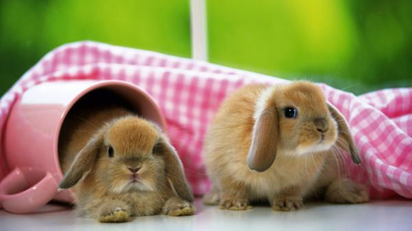 Free cute two light brown rabbits are lying down on white floor covered with pink and white cloth in a green background hd animals wallpaper download